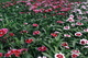 Field Red White Flowers