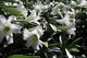 Field Of Easter Lilies