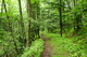 Forest Trail Seneca