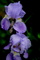 Iris Spring Twin Flowers