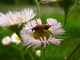 Lady Bug Flowers
