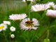 Lady Bug Wildflowers
