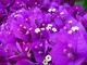 Macro Purple Flowers 2