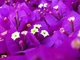 Macro Purple Flowers