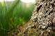 Moss Fungis Tree Trunk