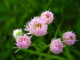 Pink White Wildflowers