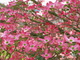 Pink Flower Dogwood