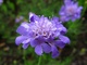 Purple Blue Flower 1
