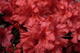 Red Azalea Flower