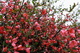 Red Flower Bush