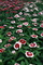 Red White Field Flowers