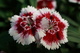 Red White Flower
