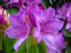 Spring Flower Rhododendron