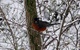 Robin Bird Snow Perched