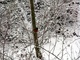 Robin Bird Snow Trees