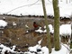 Robin Bird Snow