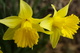 Spring Daffodils Spider