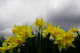 Spring Daffodils Yellow