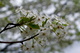 Spring Pear Tree Blossom