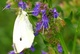White Butterfly Flowers Blue