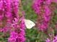 White Butterfly Pink Flower 2