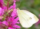 White Butterfly Pink Flower