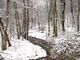 Winter Snow Stream Forest