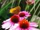 Yellow Butterfly Cone Flowers