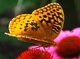 Yellow Butterfly Macro
