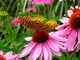 Yellow Butterfly Purple Flower