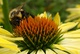Yellow Cone Flower Bumble Bee Macro