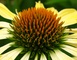 Yellow Cone Flower Macro