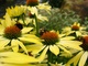 Yellow Cone Flowers Bees