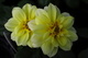 Yellow Flower Macro