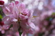 Apple Bloom Spring Flower