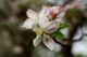 Apple Blossom Flower Bug
