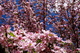 Apple Spring Bloom