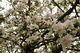Apple Tree Flowers Blooms