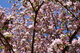 Apple Tree Flowers Spring
