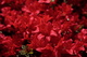 Azalea Red Flowers