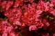 Azaleas Red Spring Day