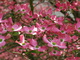 Beautiful Flowers Pink Dogwood