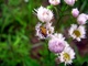 Beetle In Flower