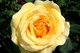 Bigyellow Rose