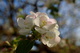 Bloom Apple Spring