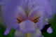 Bloom Inside Iris