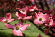 Blooms Spring Pink Flowers