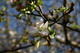 Blossom Apple Tree