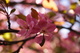 Blossom Pink Tree