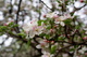 Blossoms Spring Apples